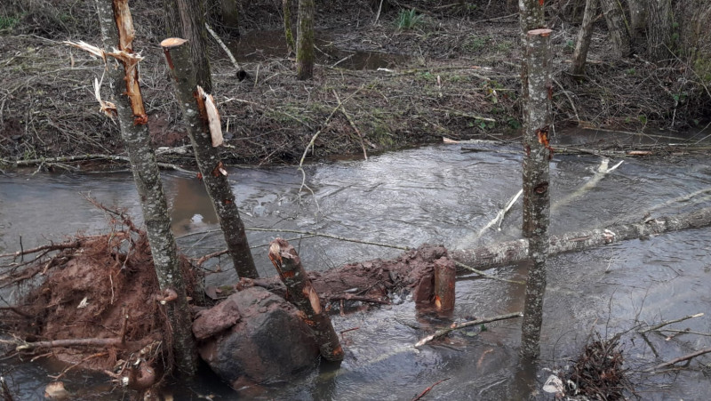 Leuk mit ingenieurbiologischen Maßnahmen zum effektiven Hochwasserschutz 